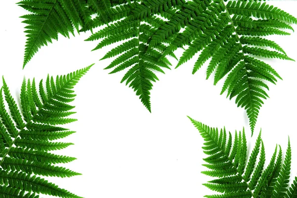 Fern Leaf Isolated White Lay Flat — Stock Photo, Image