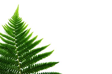 Fern yaprak üzerinde beyaz izole. Yat