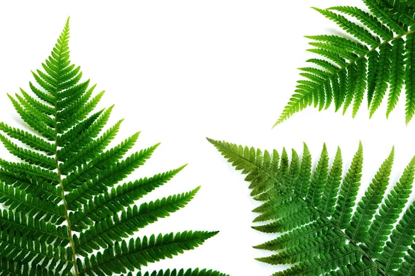 Fern Leaf Isolerade Vitt Ligga Platt — Stockfoto