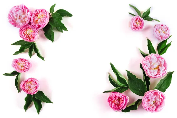 Samenstelling Van Tea Rose Bloemen Plat Lag Top Uitzicht — Stockfoto