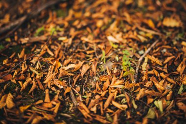 renkli sonbahar arka plan. turuncu ve sarı sonbahar yaprakları.