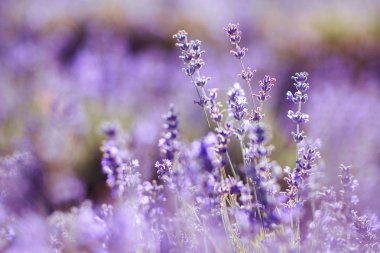 Violet lavender field at soft light effect for your floral background clipart