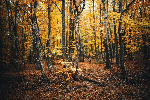 Herbstbäume Wald Herbstkonzept — Stockfoto