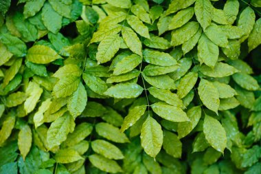 Siyah arkaplanda su damlası olan yeşil yaprak