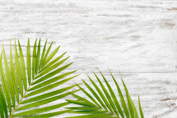 Grüne Blätter der Palme an der Holzwand — Stockfoto