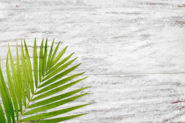 Green leaves of palm tree on wood wall — Stock Photo, Image