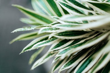 Yaratıcı tropikal yeşil yaprakları düzeni.