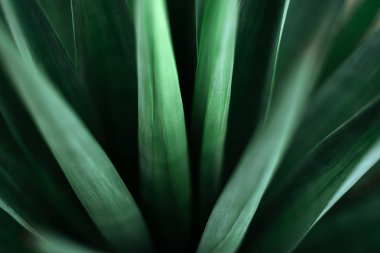 Yaratıcı tropikal yeşil yaprakları düzeni.