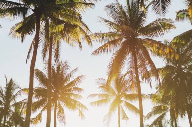 Palmiyeli güzel tropikal gün batımı