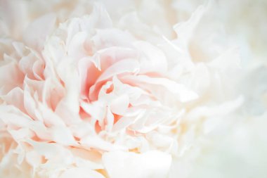 Çiçek açan beyaz piony