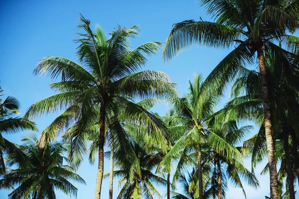 Grön palmträd mot blå himmel — Stockfoto