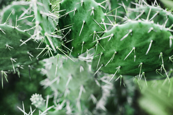 Green plant cactus with spines and dried flowers.