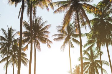 Palmiyeli güzel tropikal gün batımı