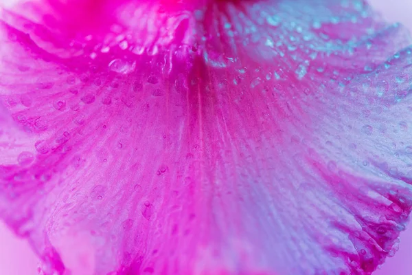 Néon vívido botão de flor de íris colorido — Fotografia de Stock