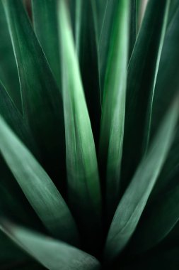 Yaratıcı tropikal yeşil yaprakları düzeni.