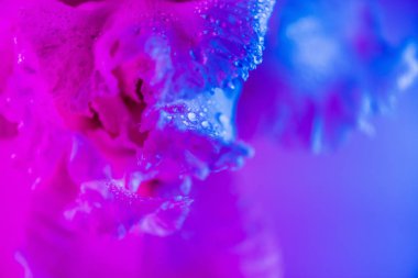 Canlı neon renkli iris çiçeği tomurcuğu