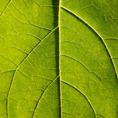 yeşil yapraklar arkaplan