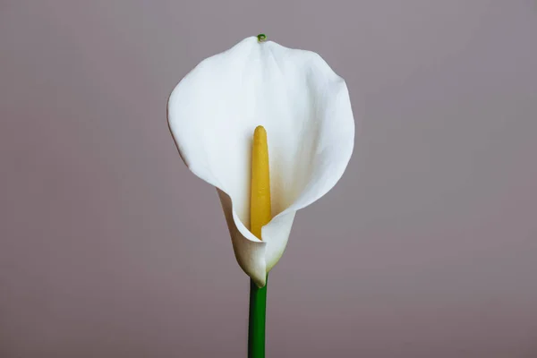 Calla lily extreme close up texture of the plant spathe from outside.