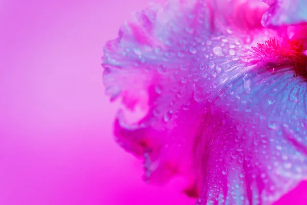 Vivid neon colored iris flower bud — Stock Photo, Image