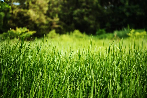 Groen gras in park. — Stockfoto