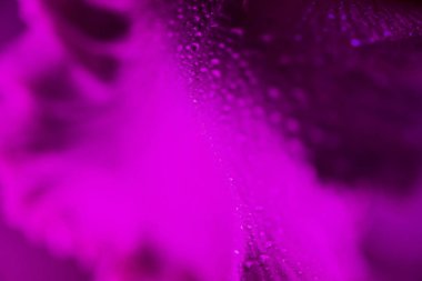 Canlı neon renkli iris çiçeği tomurcuğu