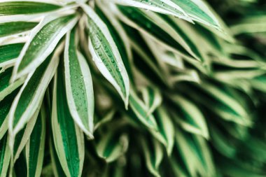 Yaratıcı tropikal yeşil yaprakları düzeni.