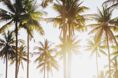 Palmiyeli güzel tropikal gün batımı