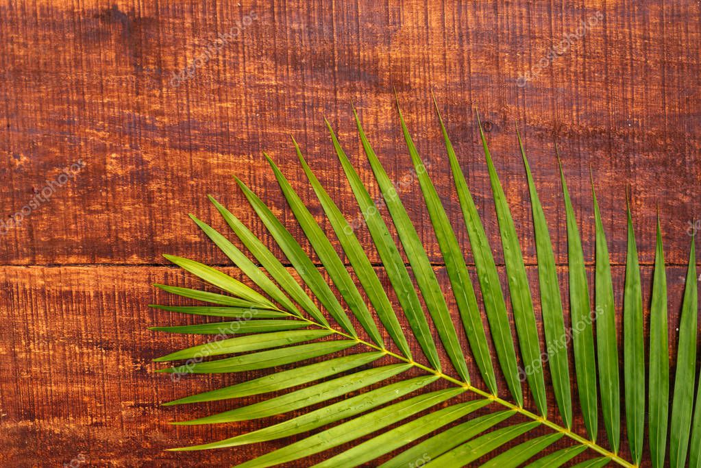 Hoja de palma sobre una vieja tabla de madera. Fondo de madera con
