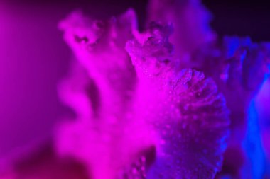 Canlı neon renkli iris çiçeği tomurcuğu