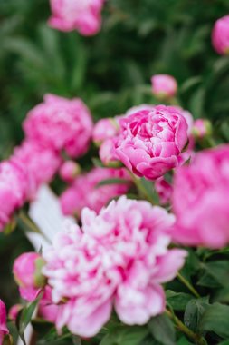 Pembe peonies bahçede. Pembe peony çiçek açan.