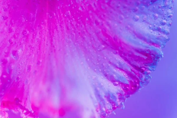 Néon vívido botão de flor de íris colorido — Fotografia de Stock