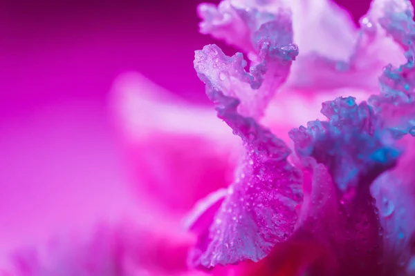 화려 한 네 온색 홍채 꽃봉오리 — 스톡 사진