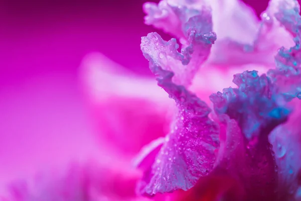 Néon vívido botão de flor de íris colorido — Fotografia de Stock