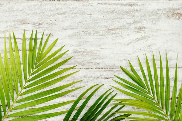 Green leaves of palm tree on wood wall — Stock Photo, Image