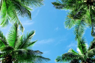 gökyüzü arka plan üzerinde palmiye yaprakları