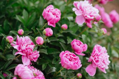 Pembe peonies bahçede. Pembe peony çiçek açan.