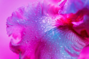 Canlı neon renkli iris çiçeği tomurcuğu