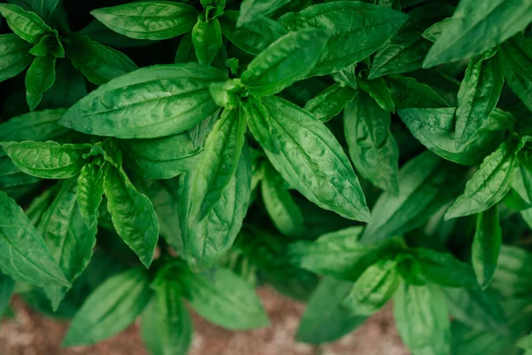 Green leaf texture. Leaf texture background