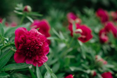 Bahçede kırmızı şakayıklar.
