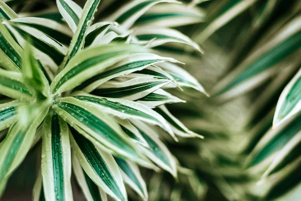 Diseño creativo de la naturaleza hecho de hojas tropicales y flores . — Foto de Stock