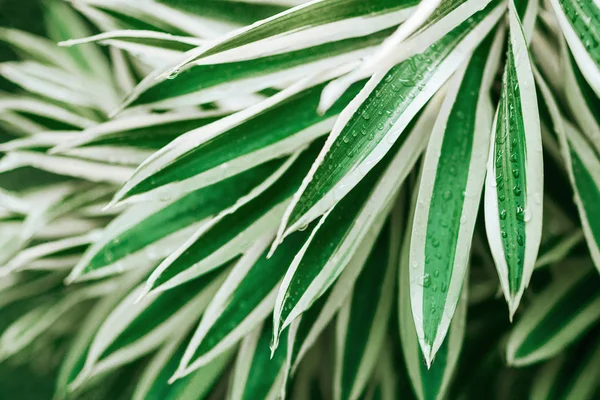 Diseño creativo de hojas verdes tropicales . — Foto de Stock