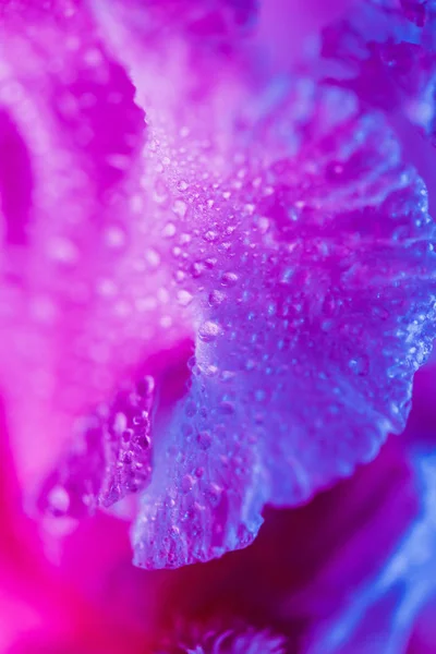 Néon vívido botão de flor de íris colorido — Fotografia de Stock