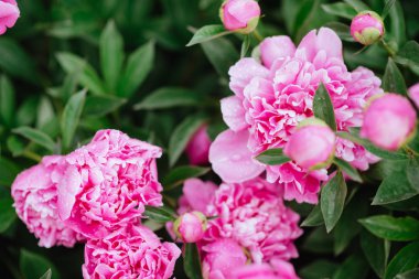 Pembe peonies bahçede. Pembe peony çiçek açan.