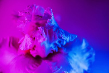 Canlı neon renkli iris çiçeği tomurcuğu