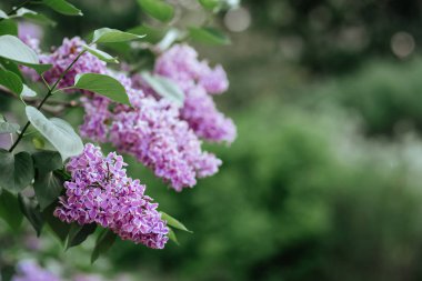 Bahar sahnesinde leylak çiçeği. Bahar açan leylak çiçekleri.