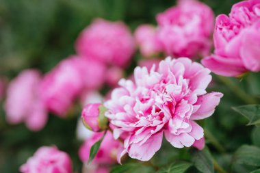 Pembe peonies bahçede. Pembe peony çiçek açan.