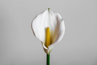 Calla zambak aşırı bitkinin doku yakın dışarıdan spathe.