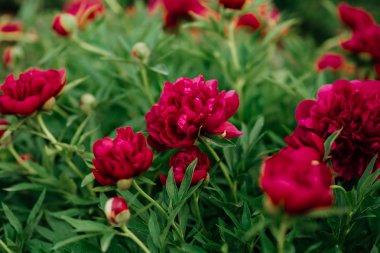 Pion. Bahar kırmızı çiçek