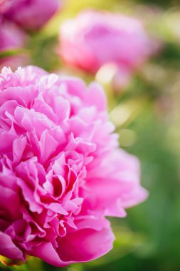 Kabarık pembe şakayık çiçekler arka plan