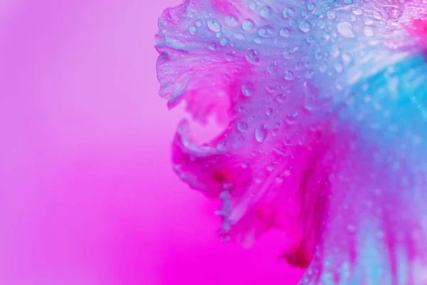 Néon vívido botão de flor de íris colorido — Fotografia de Stock